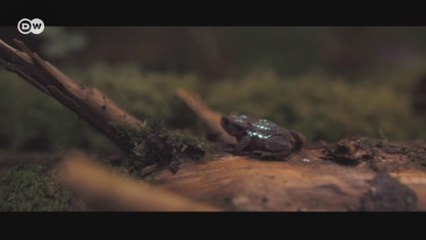 Искусство света в дикой природе