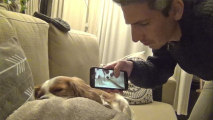 Quand tu fait comprendre à ton chien qu'il ronfle