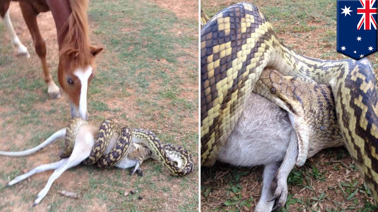 Horse gawks as python chows down on wallaby
