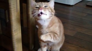 Cat Sneeze Attack