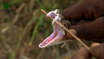 Yılan ısırığı Nasıl Oluşur