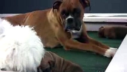 Boxer Pup Can't Climb Wall