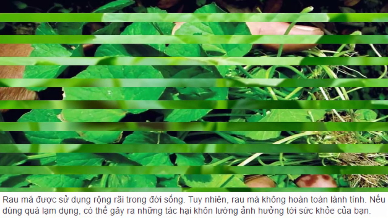 Tác hại đáng sợ của rau má với sức khỏe nếu lạm dụng