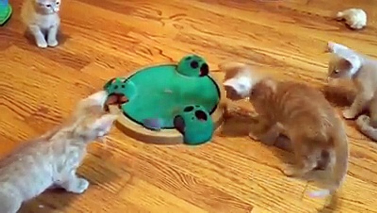 funny cats