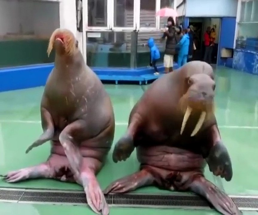 Otaries