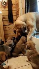 Father & sons dog playing