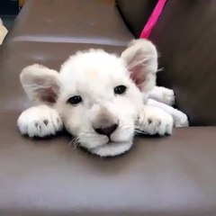 Cute White Lion Cub -