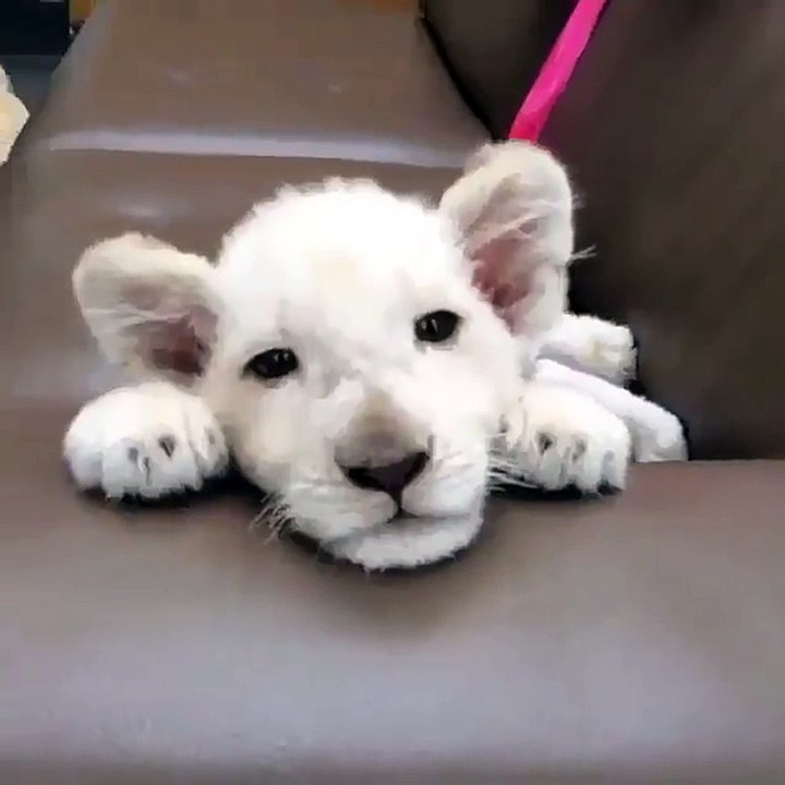 Cute White Lion Cub -