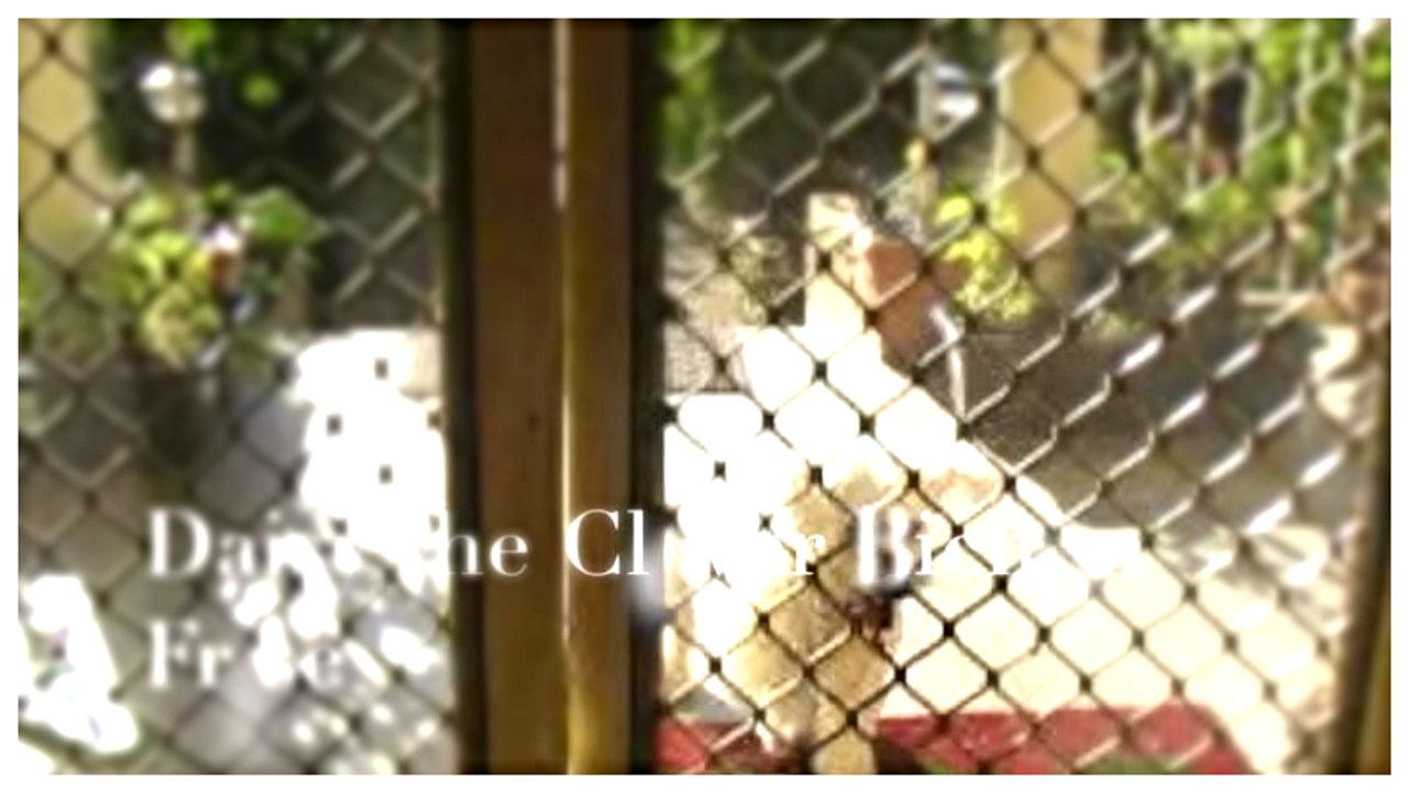 Smart, Cute Dog Opens Door.mp4