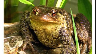 Happy Birthday! Funny Birthday Videos - Felix the Bull Frog