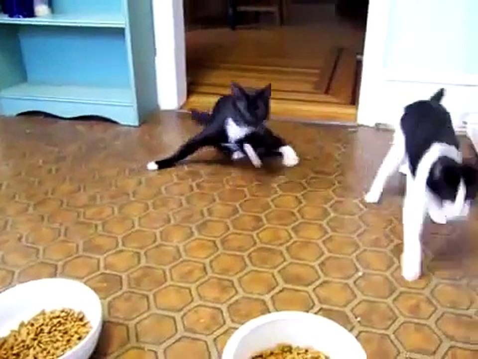 Anesthetized Cats