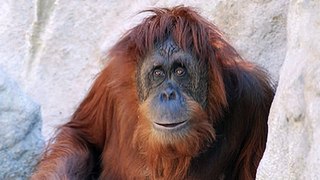 Happy Birthday! Funny Birthday Videos - Ollie the Orangutan