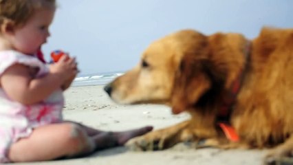 Golden Retriever and Baby Playing on the beach