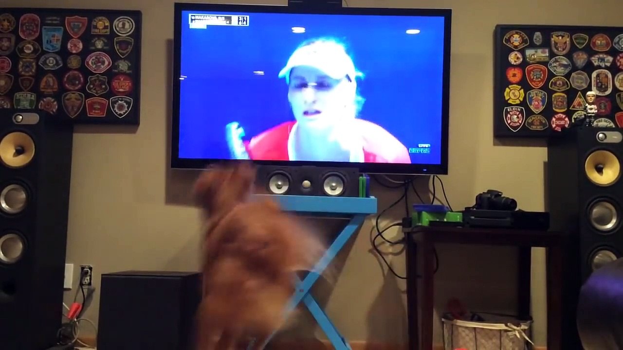 Golden Retriever can t get enough of Australian Open tennis