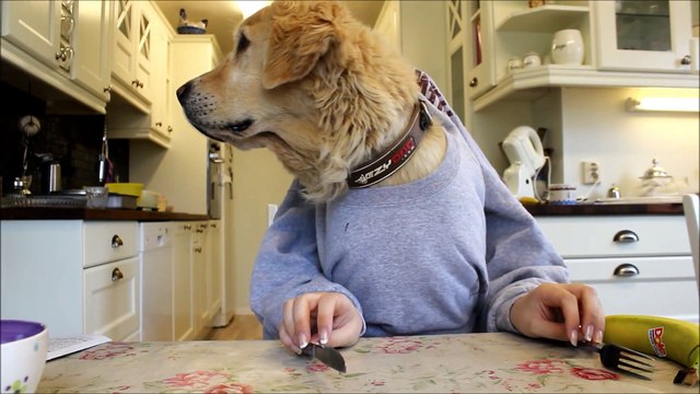 Golden retriever dog eating and reading with hands, funny )