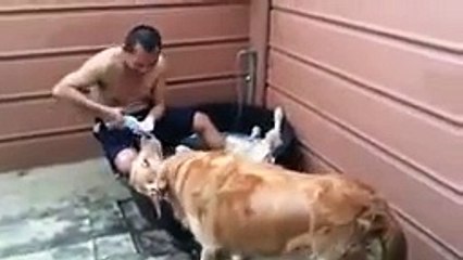 Golden Retriever Enjoys Bath