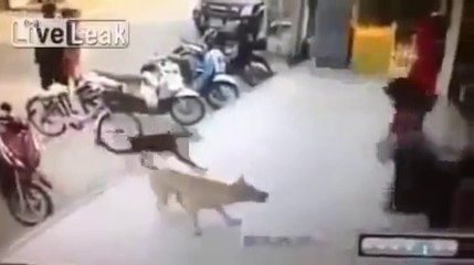 Köpeğe Tekme Atmanın Sonu!