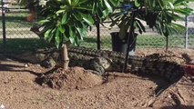 Garbage Bins and Hay Bales Used to Trap Huge Sunbathing Crocodile