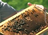 Još više novca iz državne kase za pčelare, 3. januar 2017. (RTV Bor)