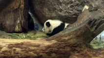 Première apparition publique des pandas jumeaux du zoo de Vienne