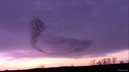 Des milliers d'oiseaux se réunissent pour créer ce nuage magique