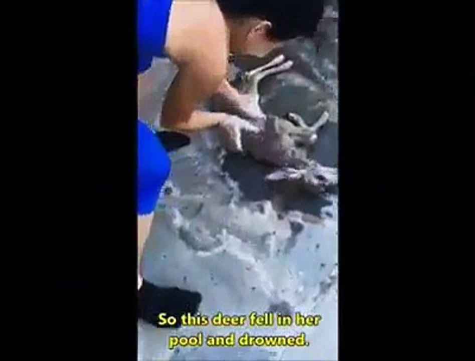 Elle fait un massage cardiaque et ranime un faon tombé dans sa piscine