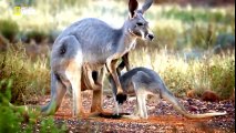 National Geographic Documentary - The Kangaroo King - Best Wildlife Documentary