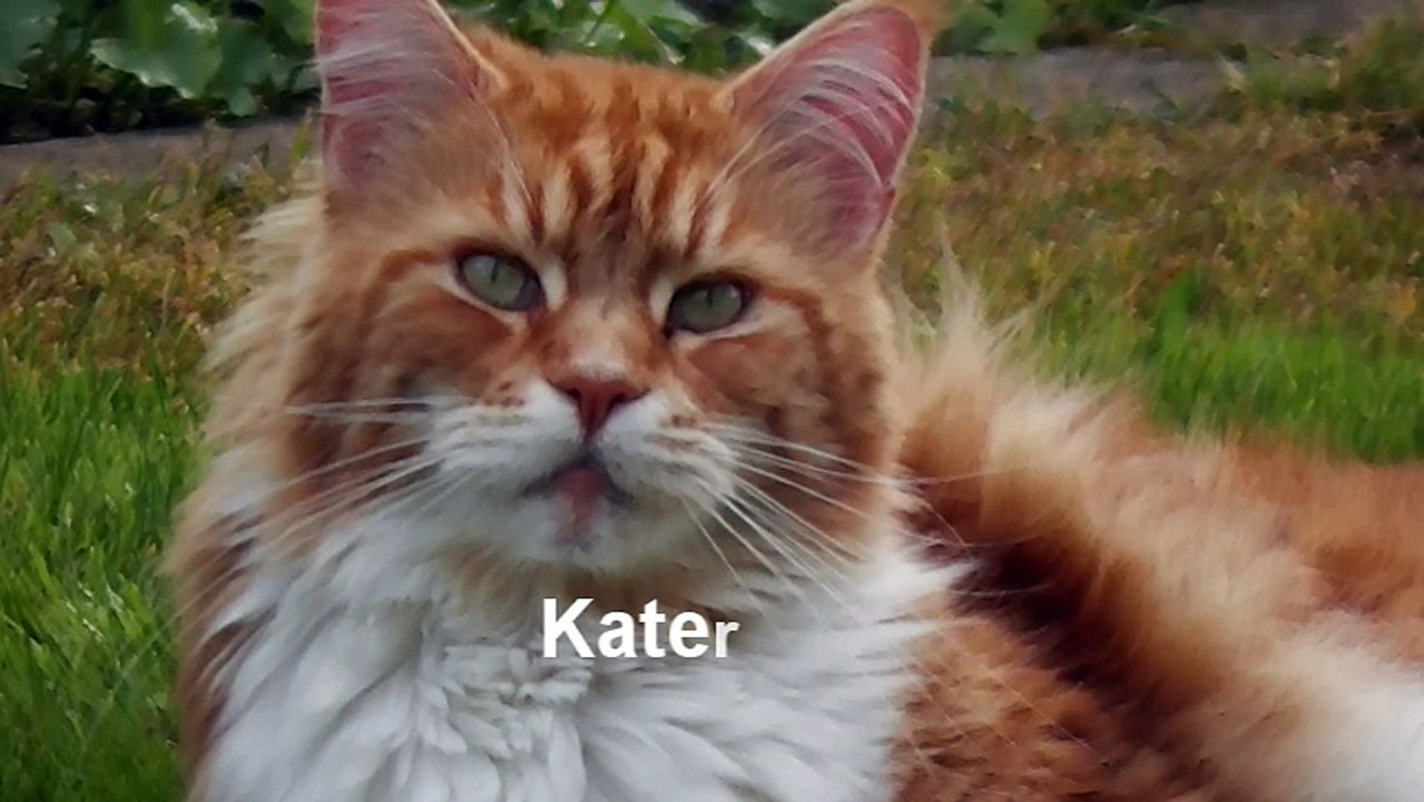 Merlin sagt NEIN! Sprechende Katze mag nicht ins Haus..