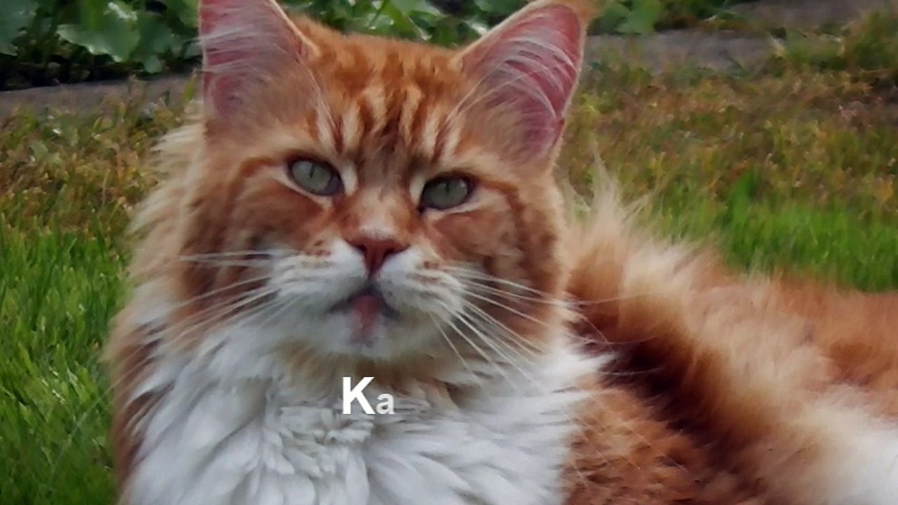 Sprechende Katze: Kater Merlin muss zum Tierarzt und sagt NEIN!