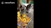 Pug and cat play Mouse Trap board game