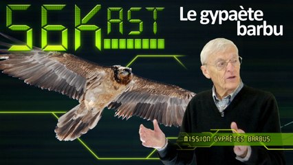 56Kast #92 : Vie et sort du gypaète barbu