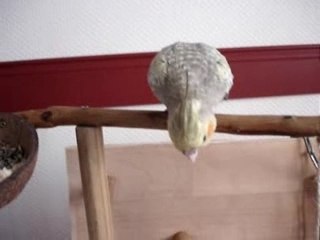 Mon Calopsitte PEPSI 2