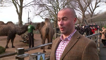 London Zoo staff count every animal