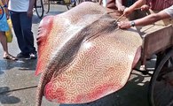 How to clean and fillet a Stingray / Sting Ray Fish