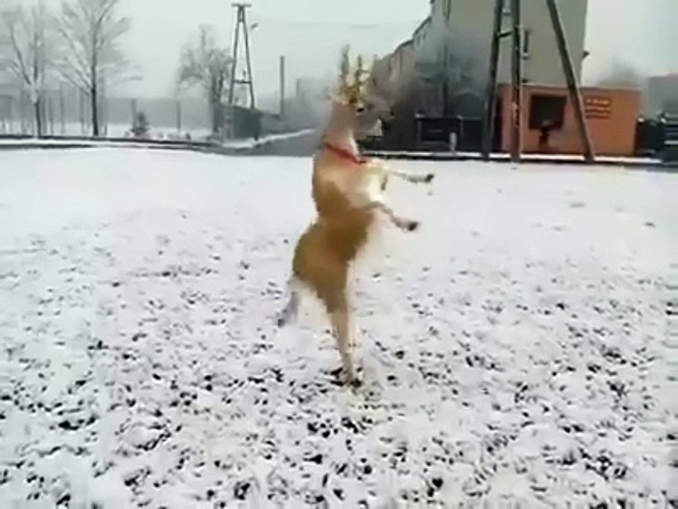 Танцующие олени