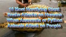 Giant Anaconda Attacks Hmans Caught on Tape - When Animals attack People Caught on Camera (2)