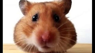 Happy Birthday to You - Waddles the Hamster
