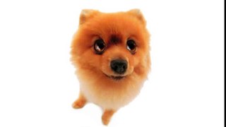 Happy Birthday! Funny Birthday Videos - Pom Pom The Pomeranian