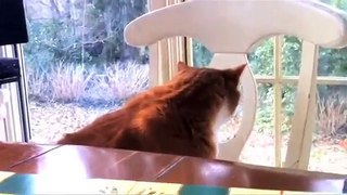 Dramatic Cat, Hey!-hJrbU1xyeA8