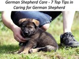 Julie Martinez Mittelwest German Shepherd - 7 Top Tips in Caring for German Shepherd
