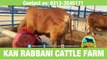 250 || Cow Qurbani || 2017 || 2018 || Karachi Sohrab Goth || Kan Rabbani Cattle Farm ||