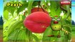 Peach Rhyme | Nursery Rhymes For Kids | Fruit Rhymes | Nursery Rhymes 3D Animation