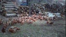 Bolu Gölköy Organik Yumurta Tavuk Çiftliği | www.topalhamsi.com
