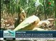 Argentina: inicia la reducción gradual de retenciones a la soja