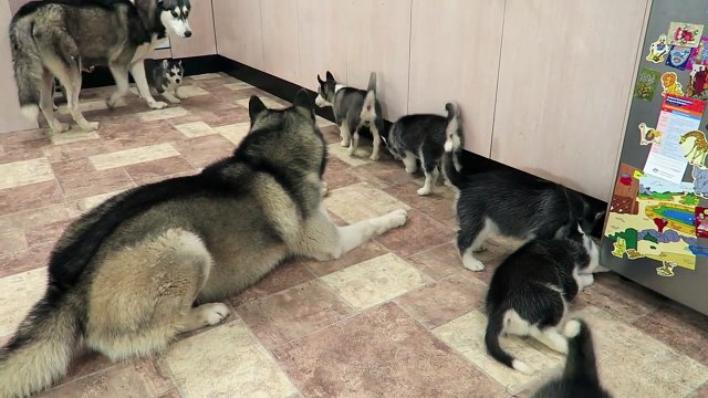 SIBERIAN HUSKY DAD PLAYING WITH HIS 9 PUPPIES FOR THE FIRST TIME 6 WEEKS OLD!