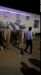 Exhiben al rejoneador Emiliano Gamero golpeando a uno de sus caballos