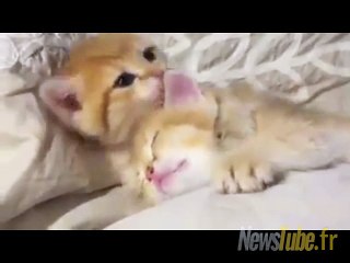 Quand tu veux dormir...