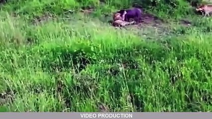 BEST Eagle Attacks World's Largest and Deadliest - YouTube