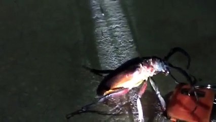 GIANT UGLY HISSING BEETLE! Worlds Largest Bug Seen By Superhero Family GROSS INSECT