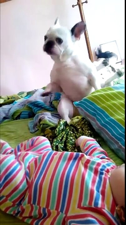 Deux bouledogues français dansent comme des pros !